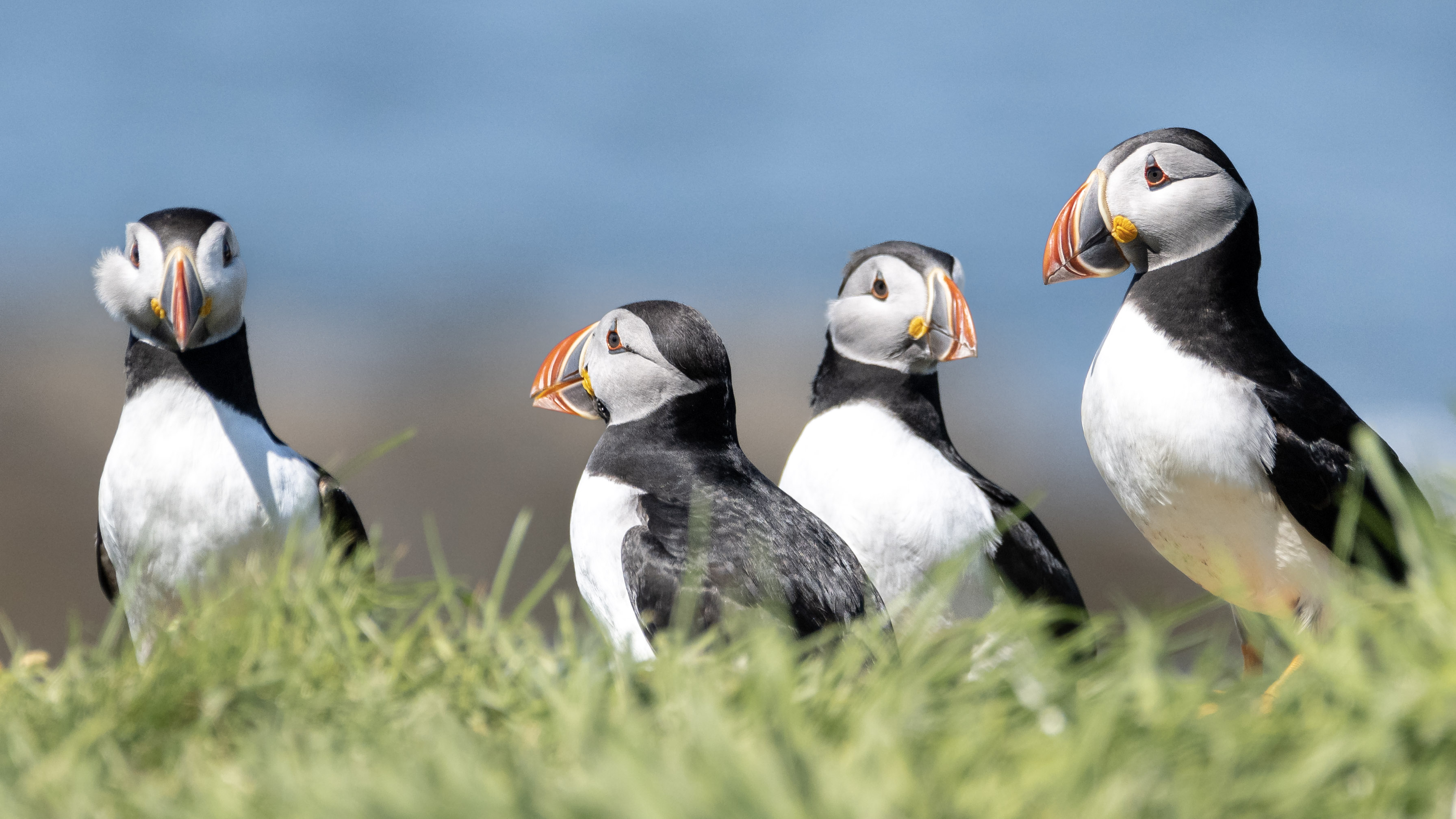 Puffins in Schottland: Entdecke die besten Orte, um Puffins in ihrer ...