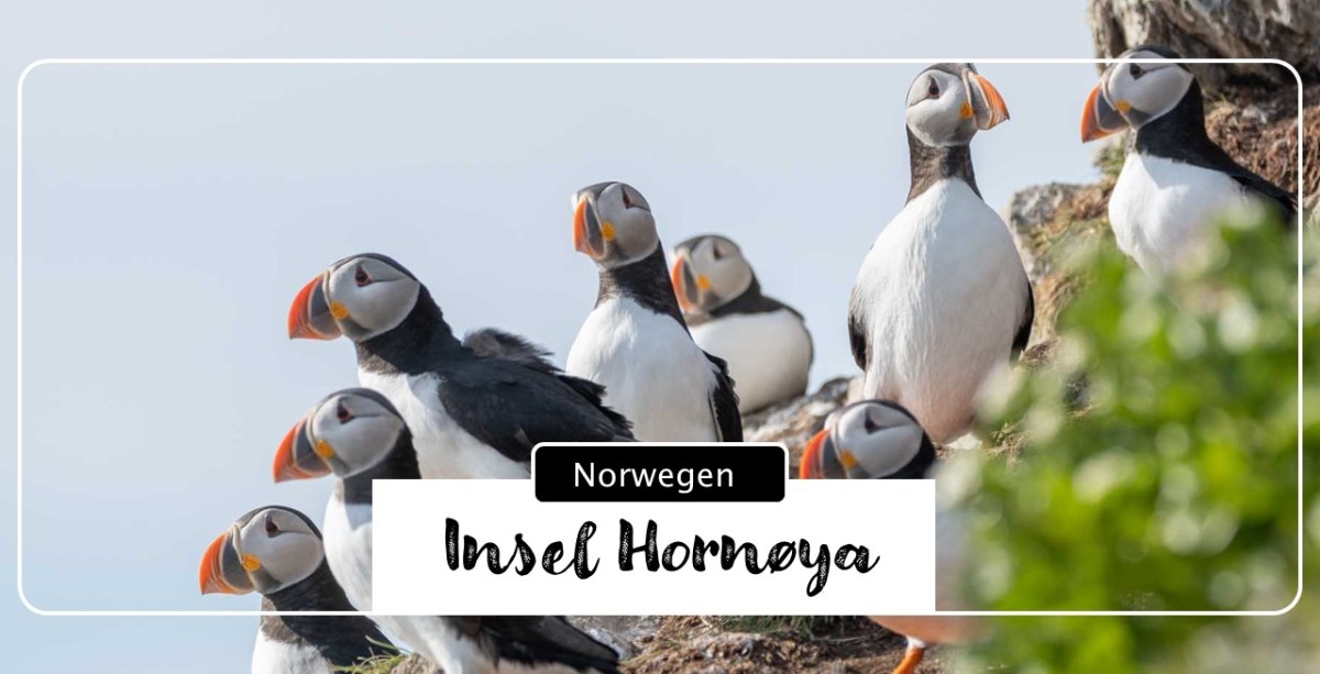 Hornøya – Vogelparadies im Nordosten von Norwegen